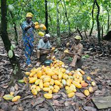 C/R:OVER 50 ARCHIS OF COCOA LAND GRAZED DOWN AT AJUMAKO ANYINASU